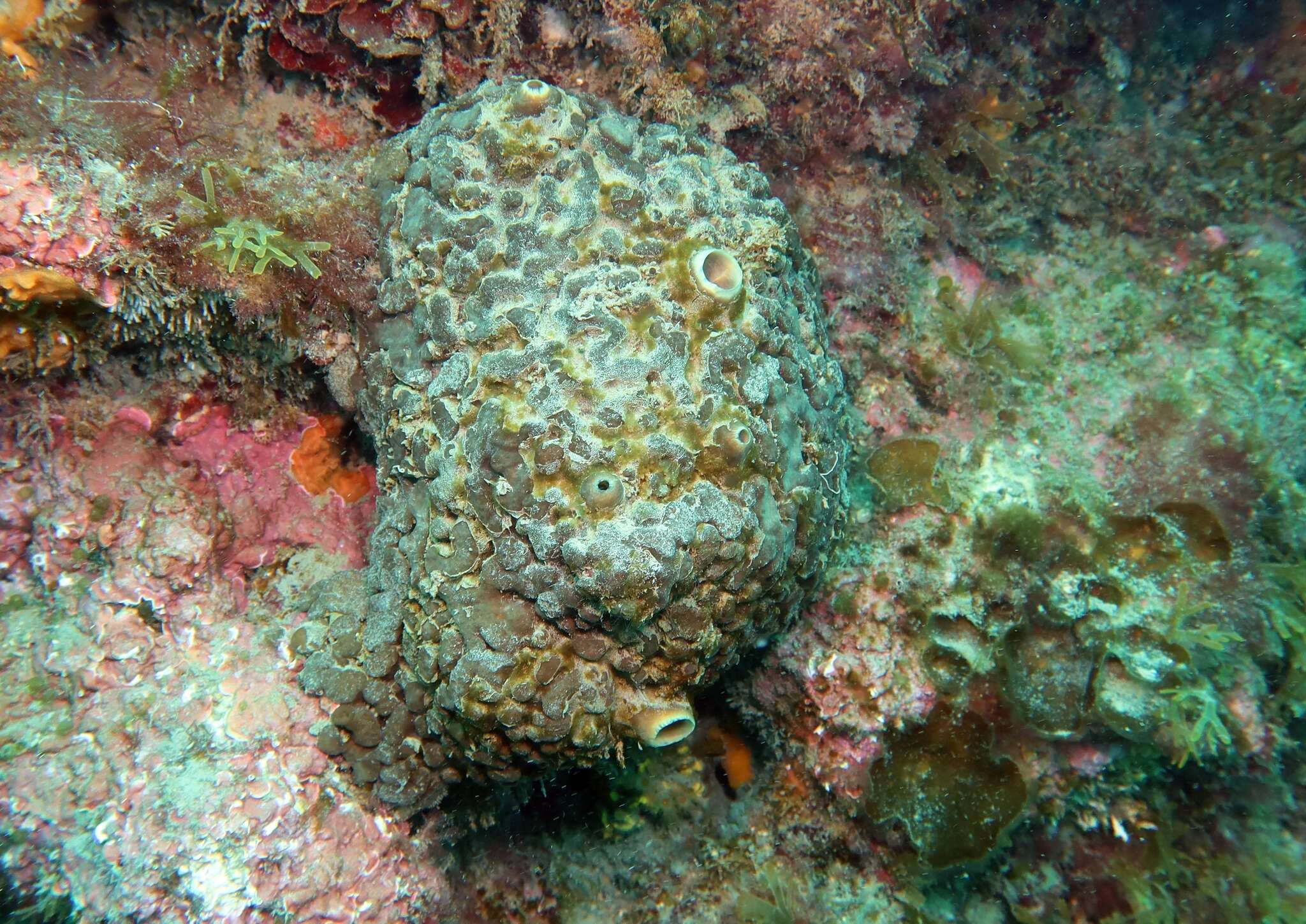 Image of green boring sponge