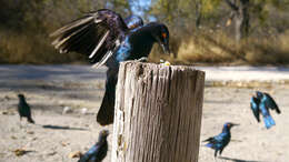 Image of Cape Glossy Starling