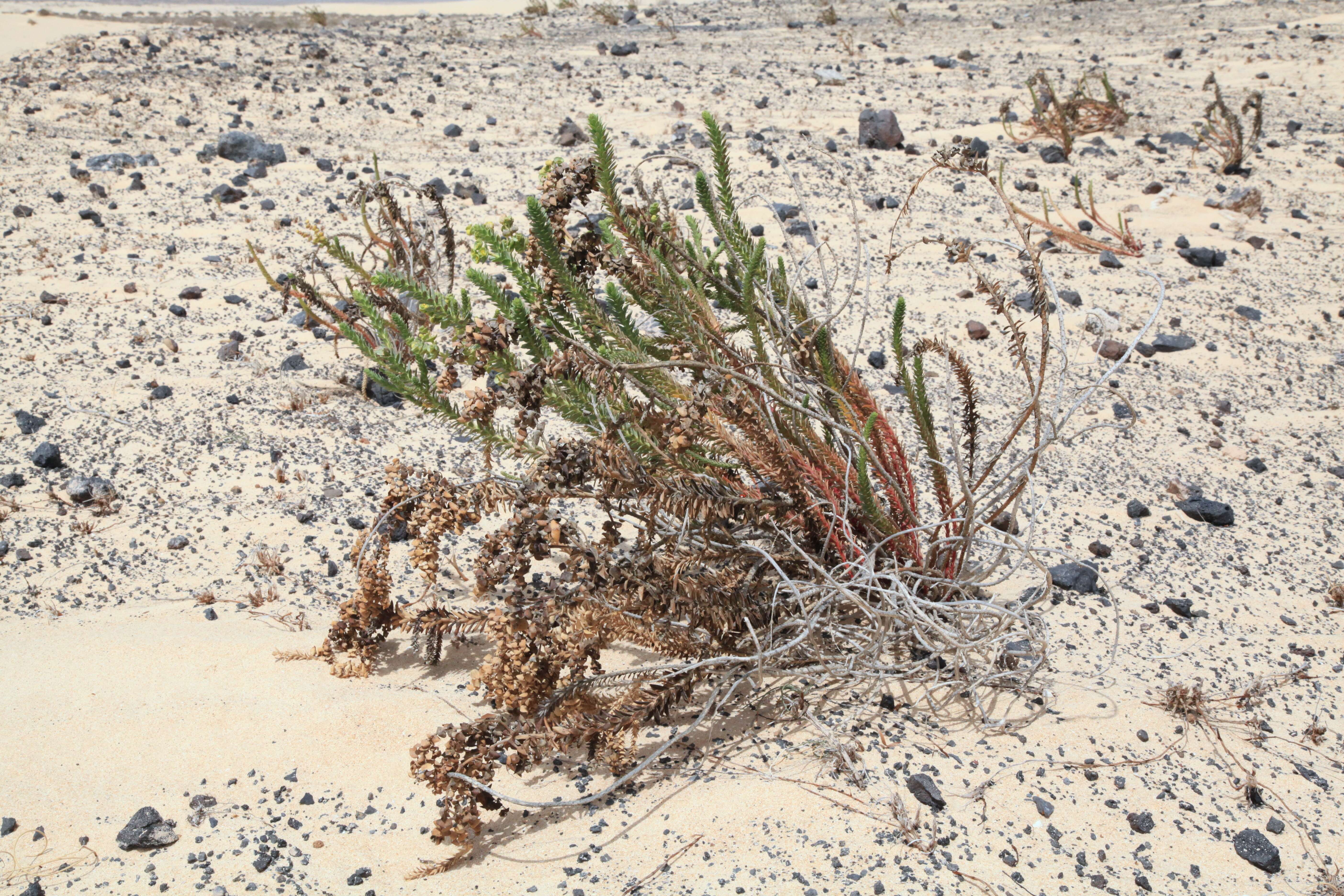 Image of sea spurge