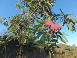 Image de Protea curvata N. E. Br.