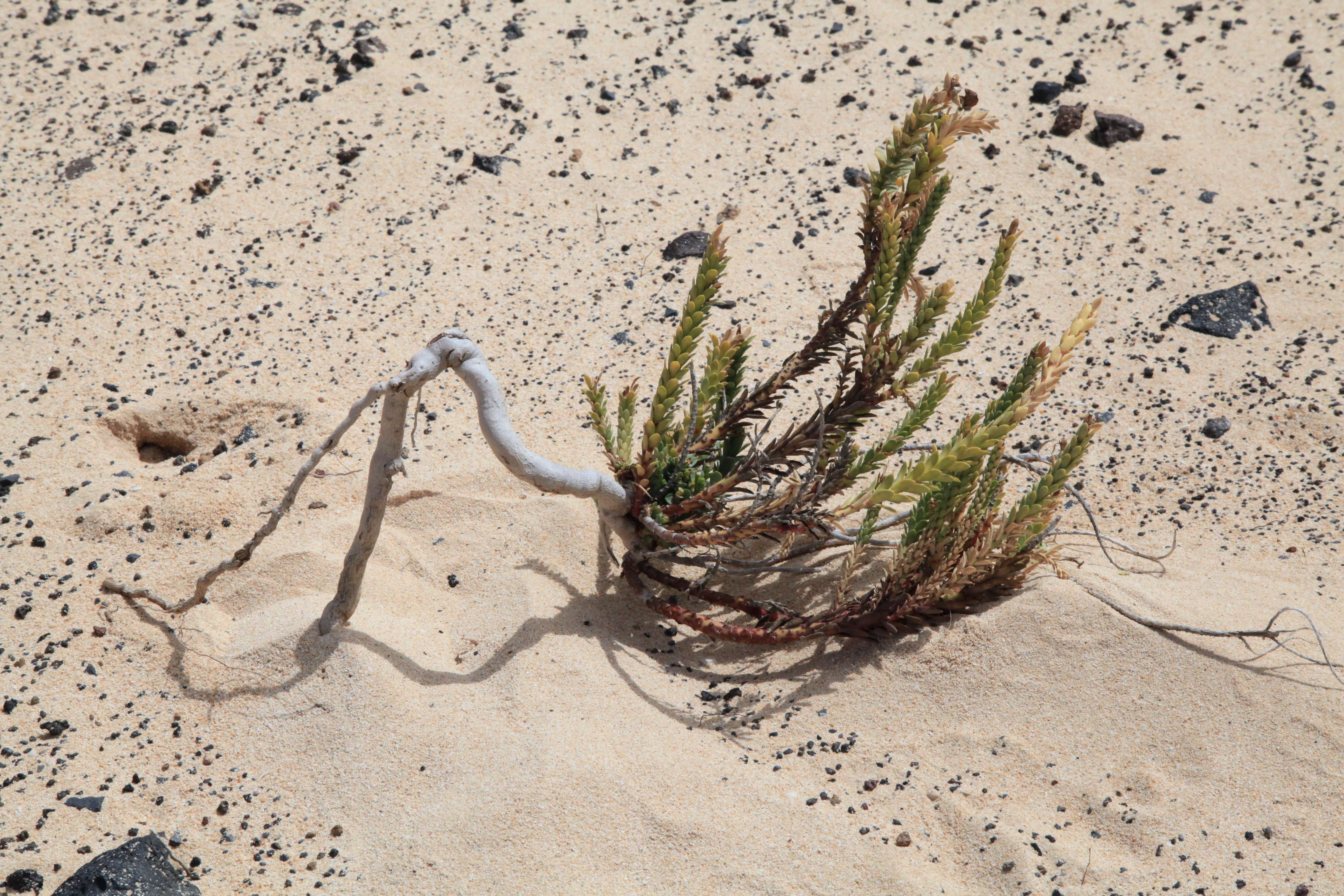 Plancia ëd Euphorbia paralias L.