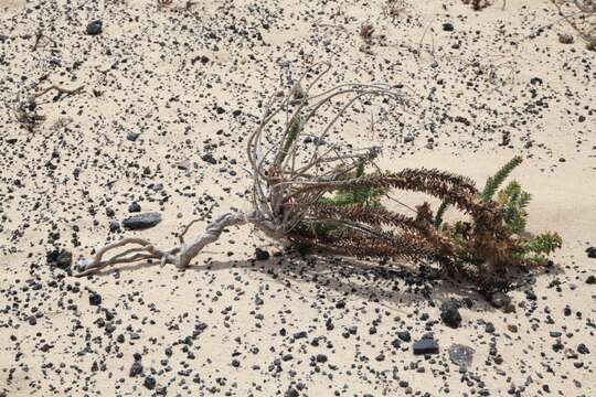 Plancia ëd Euphorbia paralias L.