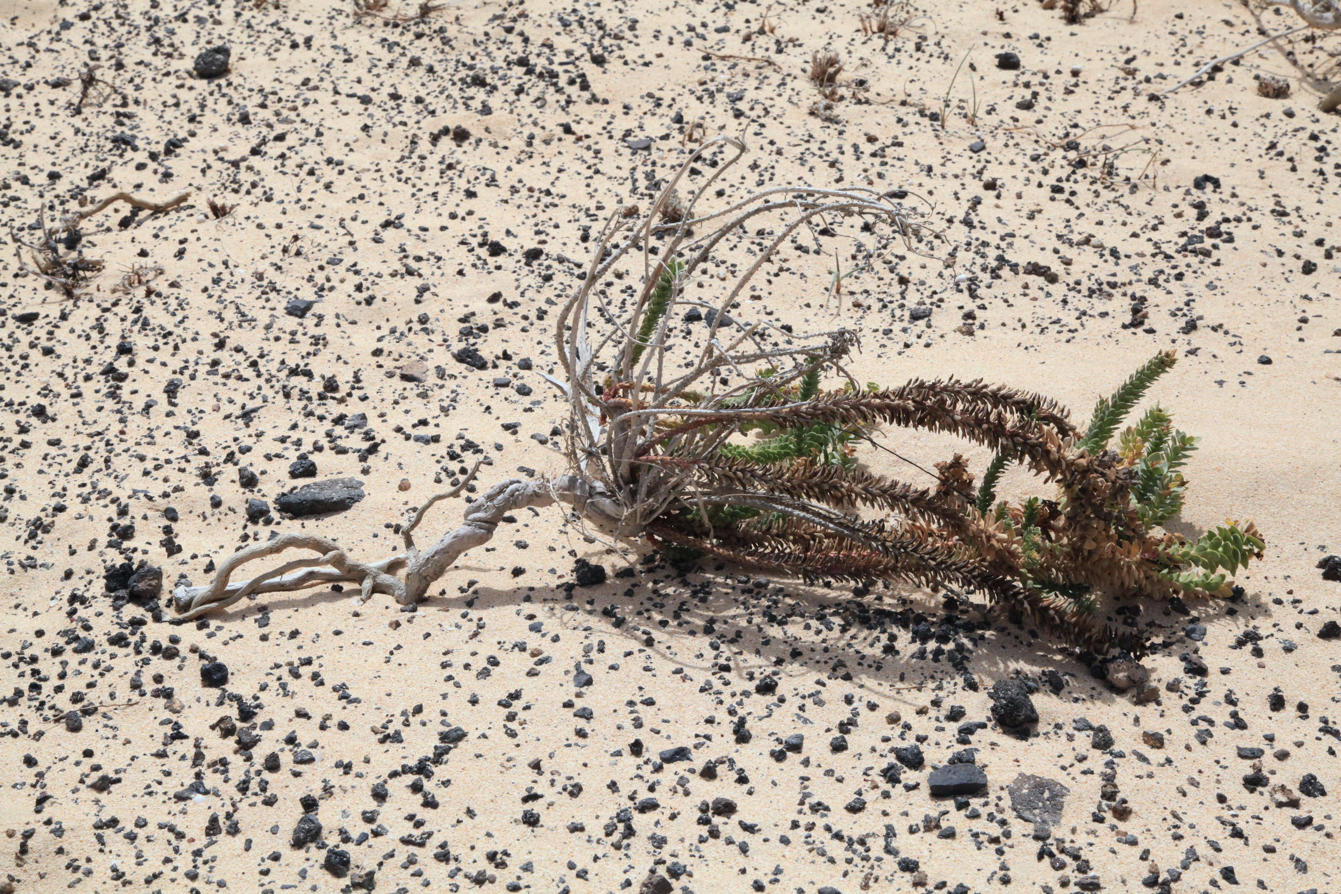 Plancia ëd Euphorbia paralias L.