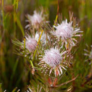 Imagem de Serruria phylicoides (Berg.) R. Br.