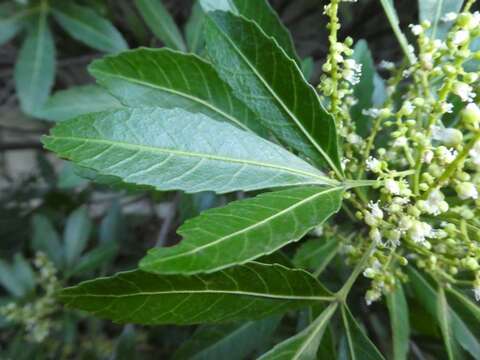 Imagem de Allophylus natalensis (Sond.) de Winter