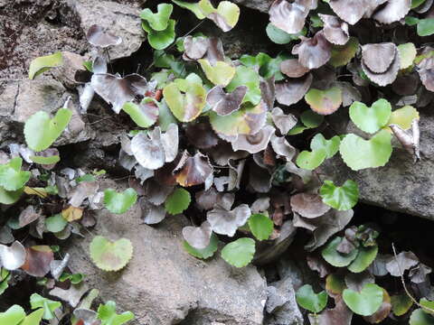 Image of lotus-leaved maidenhair fern