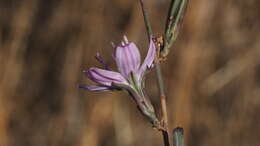 صورة Stephanomeria virgata subsp. pleurocarpa (Greene) Gottlieb