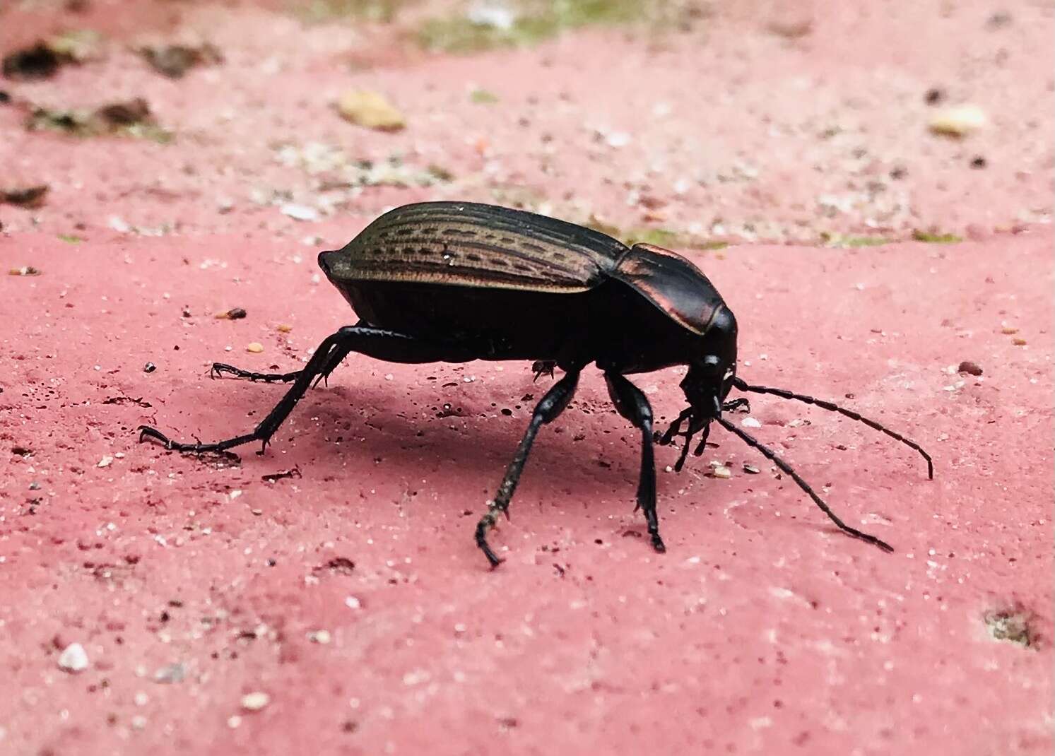 Image of Carabus (Macrothorax) morbillosus Fabricius 1792