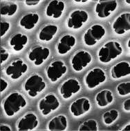 Image of Radiolaria