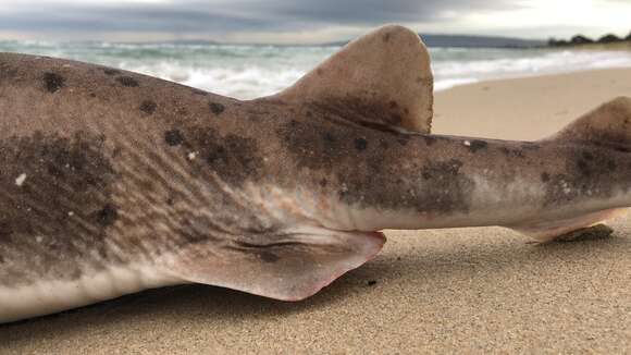 Image of Australian Swellshark