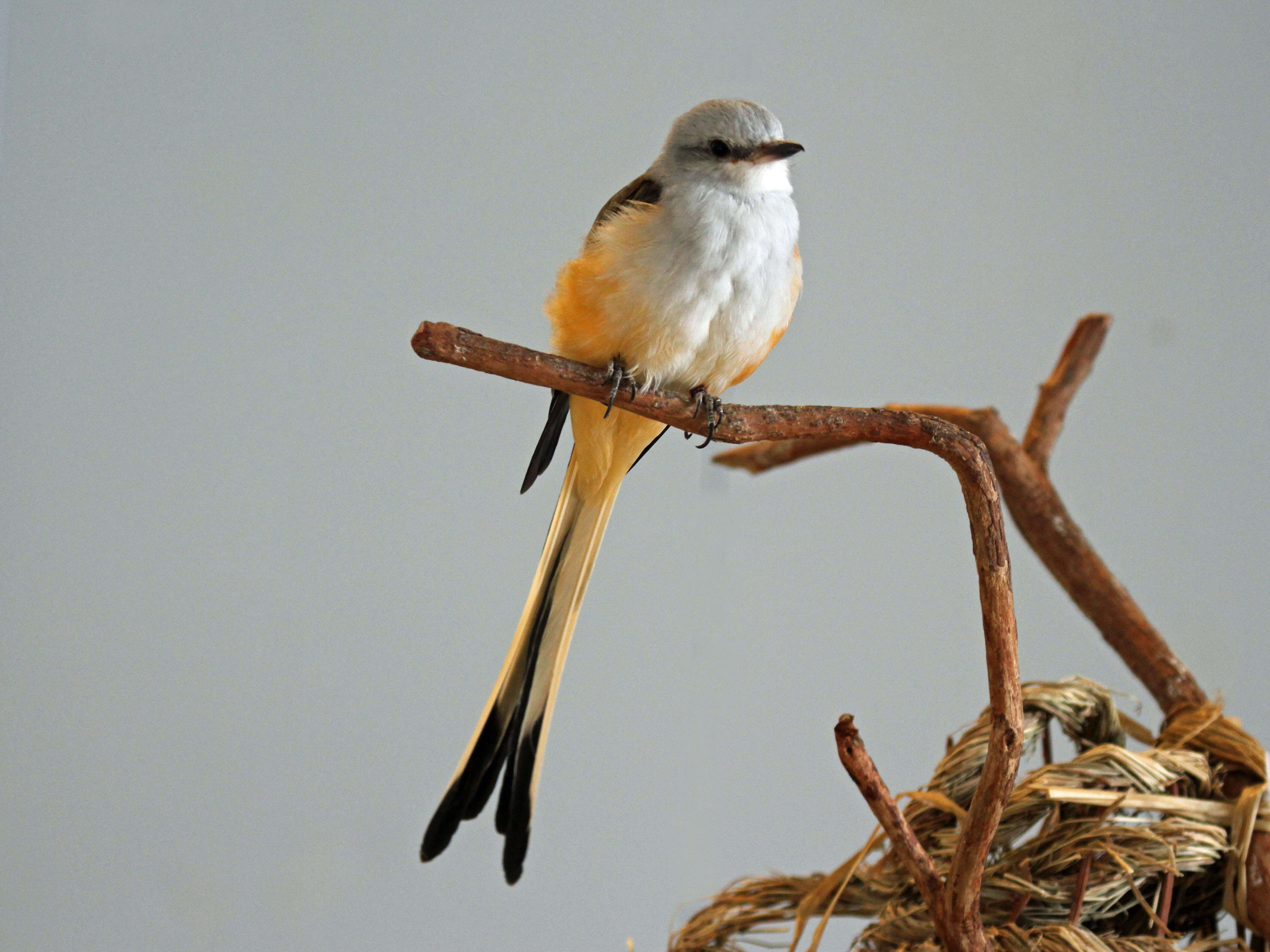 Image of Scissor-tailed Flycatcher