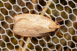 Image of Mountain Beech Flat Moth