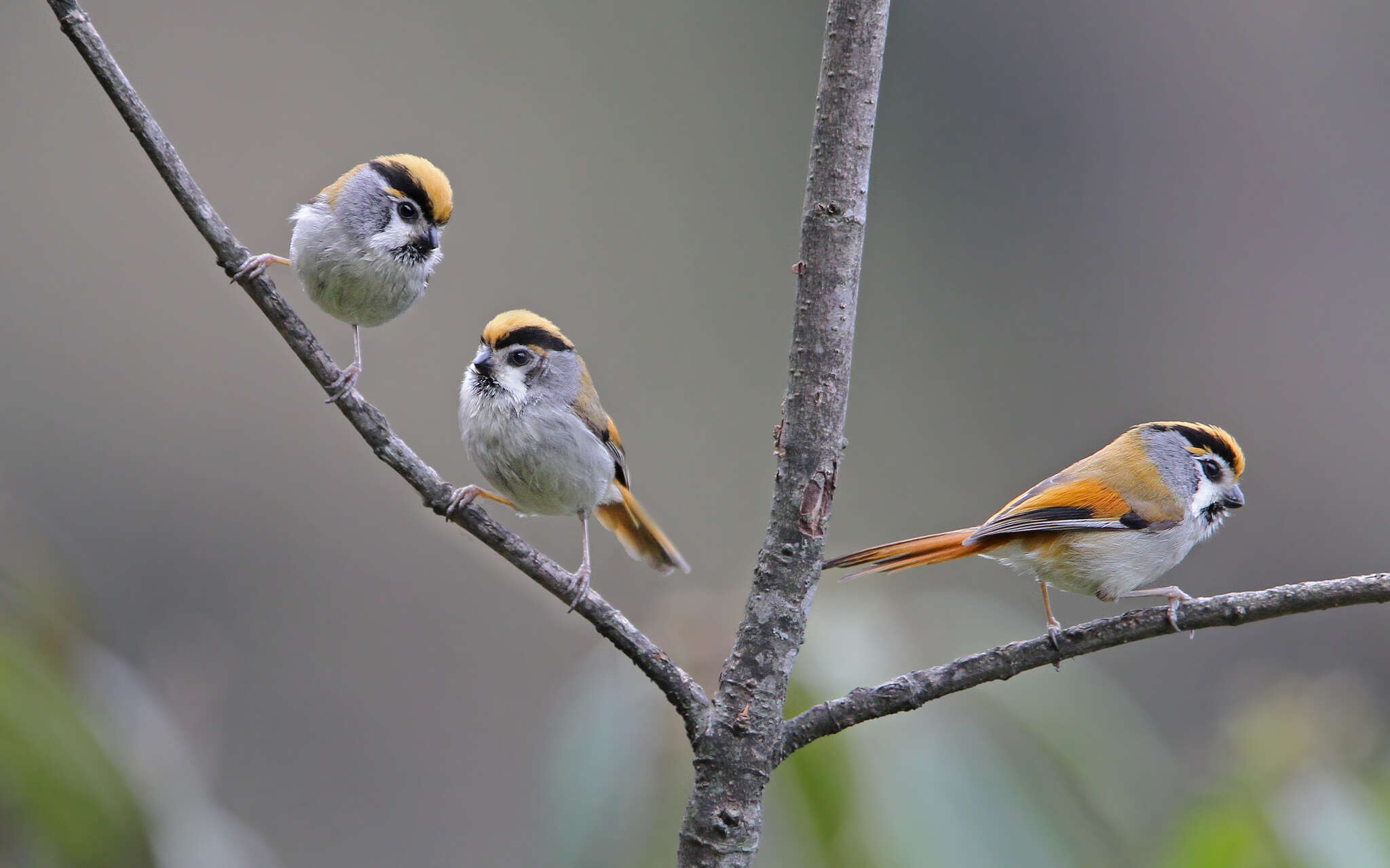 Image of Black-throated Parrotbill