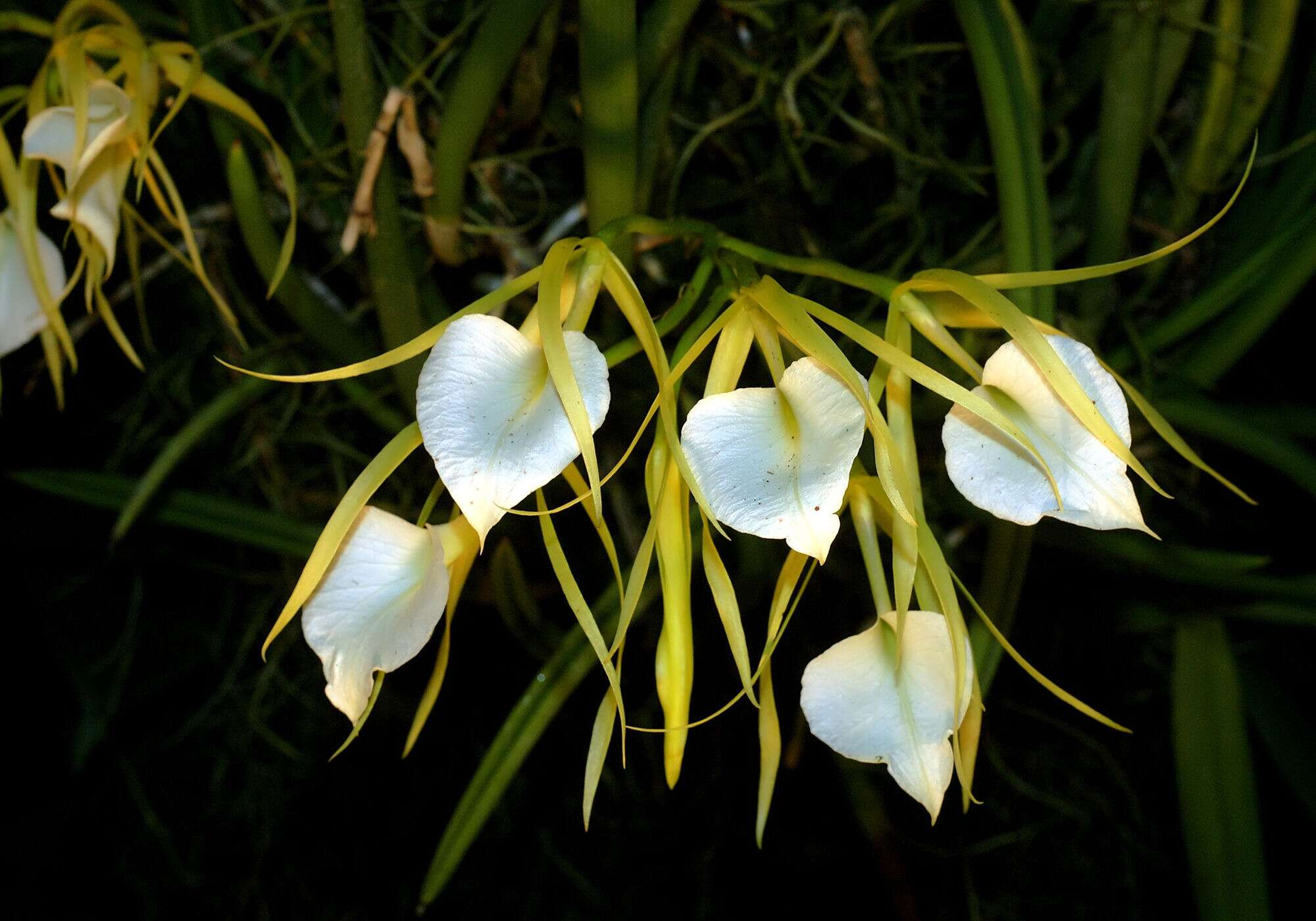 Image of lady of the night orchid