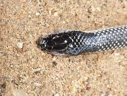 Image of Boettger's Two-headed Snake