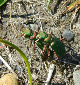 Image of Cicindela (Cicindela) purpurea hatchi Leffler 1980