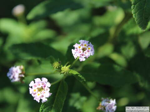 Image of Lippia junelliana (Moldenke) Tronc.