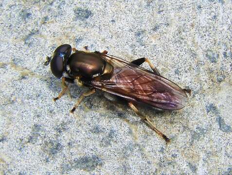 Image of Chalcosyrphus anthreas (Walker 1849)