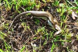 Image of Longtail Mabuya