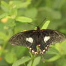 Mimoides lysithous (Hübner (1821))的圖片