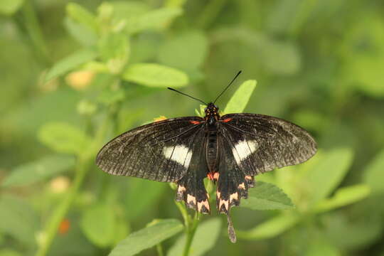 Mimoides lysithous (Hübner (1821))的圖片