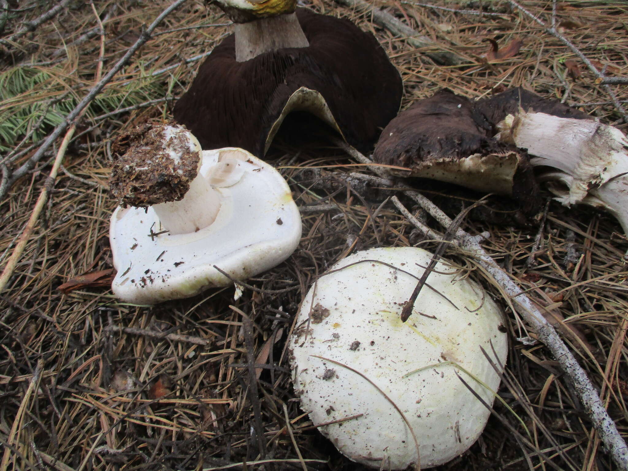 Image of Agaricus moronii Kerrigan 2016