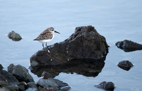 Image of Western Sandpiper