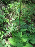 Image of Edible aster