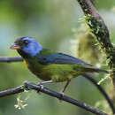 Image of Moss-backed Tanager