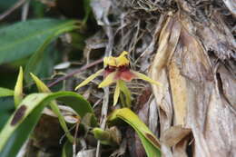 Image of Maxillaria cucullata Lindl.
