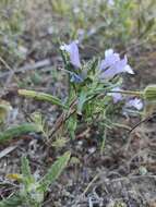 Plancia ëd Cleonia lusitanica (L.) L.