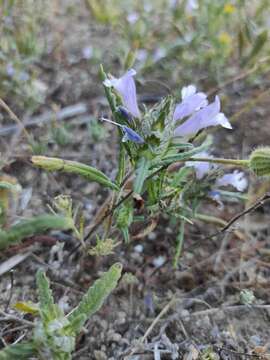 Cleonia lusitanica (L.) L.的圖片