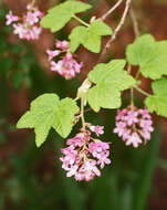 Imagem de Ribes sanguineum Pursh