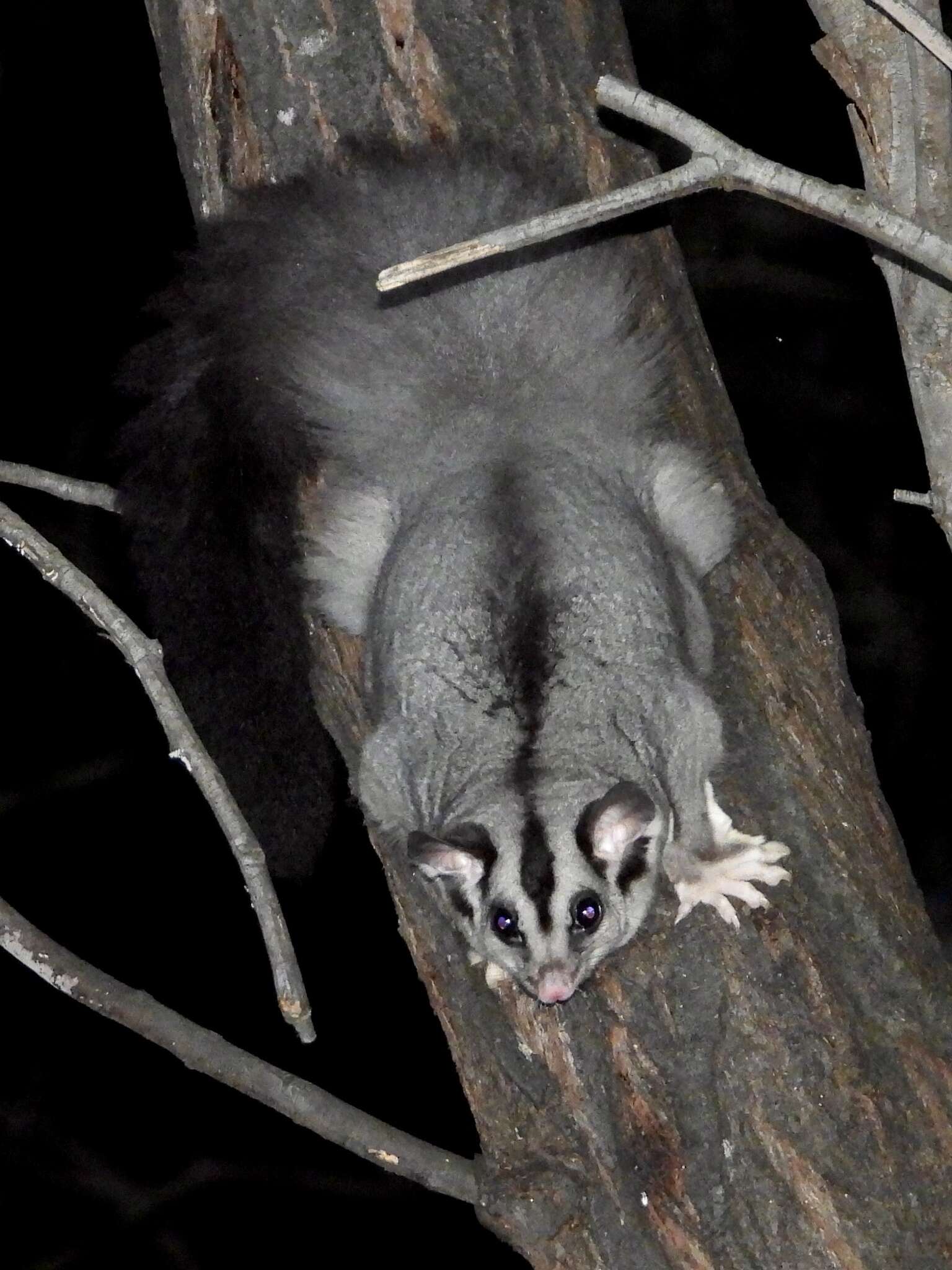 Image of Squirrel Glider