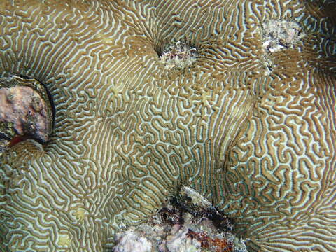 Image of Lesser valley coral