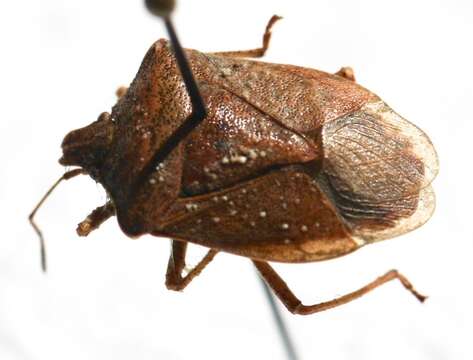 Image of Brown Stink Bug