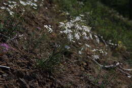 Image of Silene samojedorum (Sambuk) Oxelman