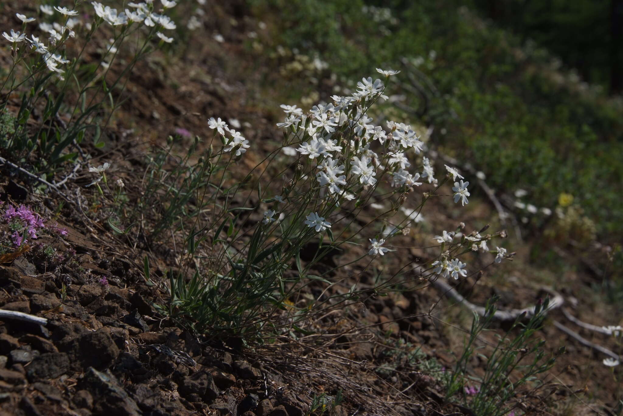 Image of Silene samojedorum (Sambuk) Oxelman