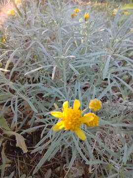 Image de Picradeniopsis oppositifolia (Nutt.) Rydb.