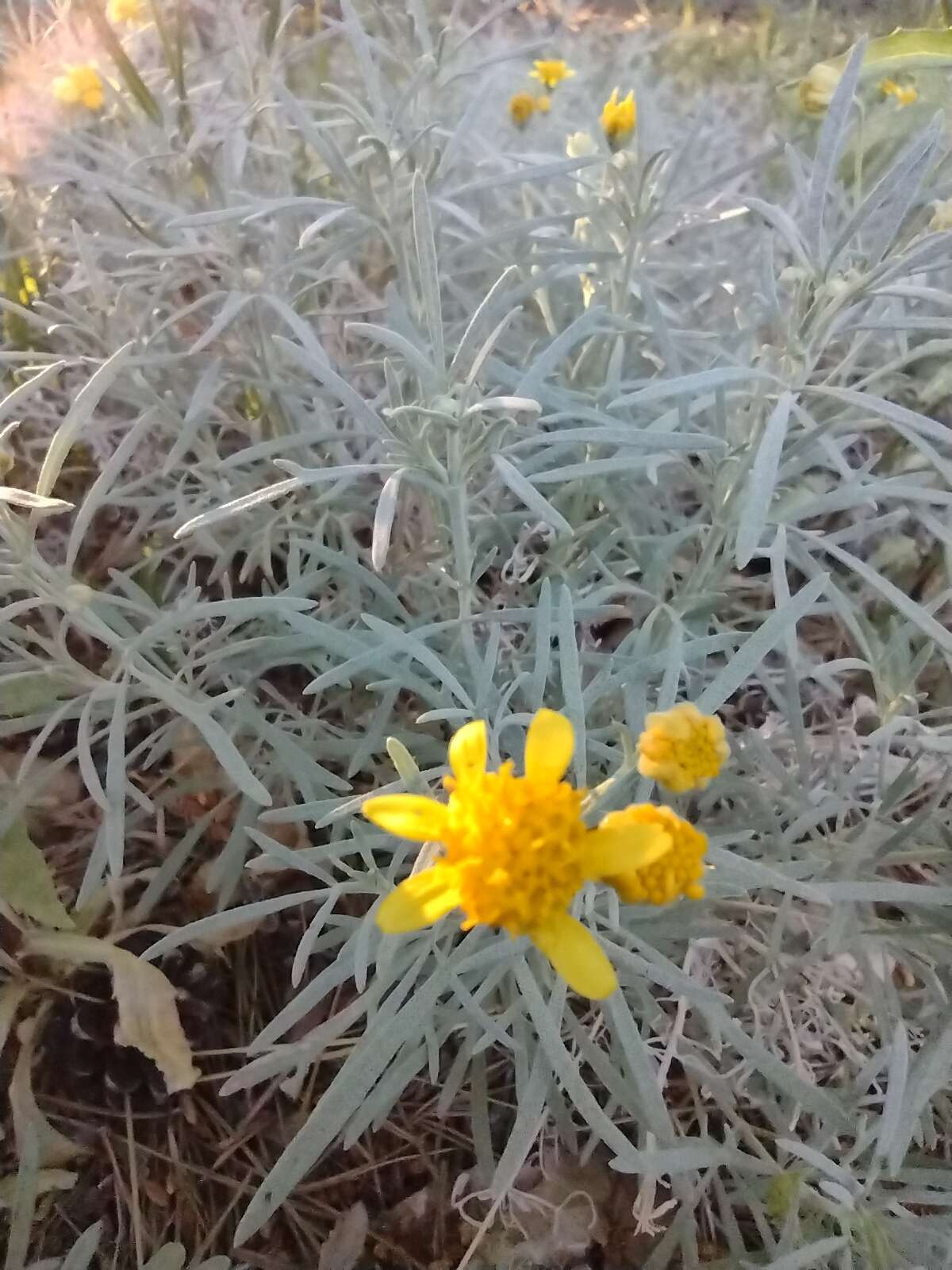 Plancia ëd Picradeniopsis oppositifolia (Nutt.) Rydb.