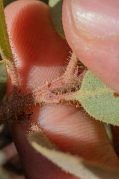 Image of Eastwood's manzanita