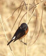 Image of Saxicola torquatus stonei Bowen 1931