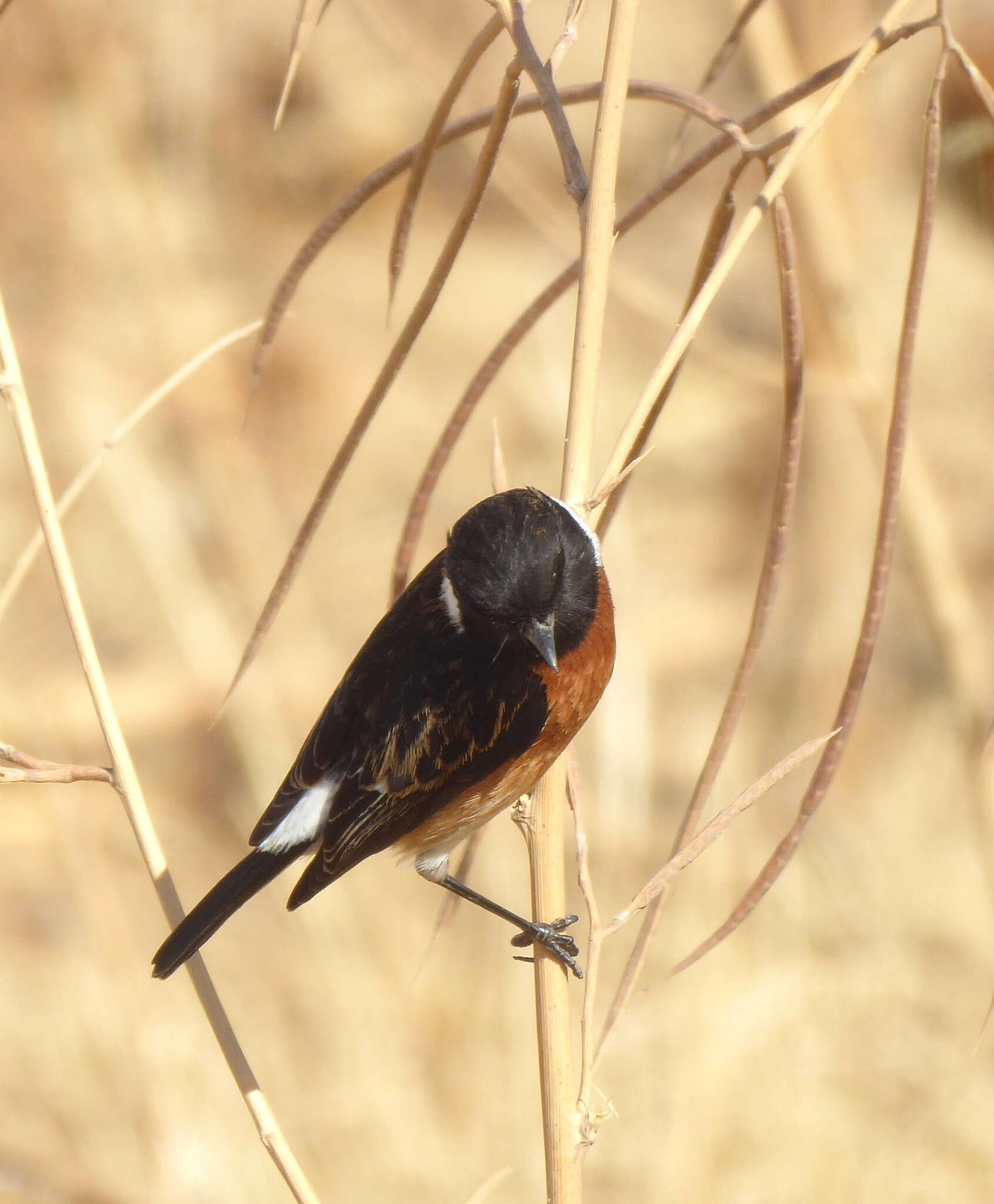 صورة Saxicola torquatus stonei Bowen 1931