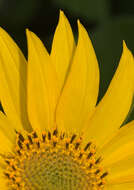 Image of deltoid balsamroot