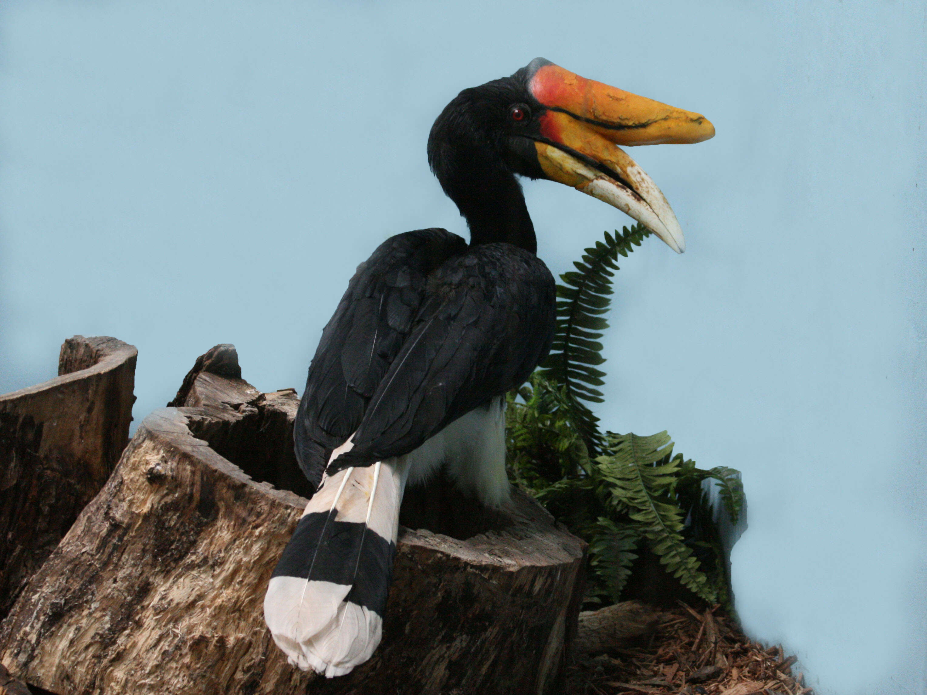 Image of Rhinoceros Hornbill