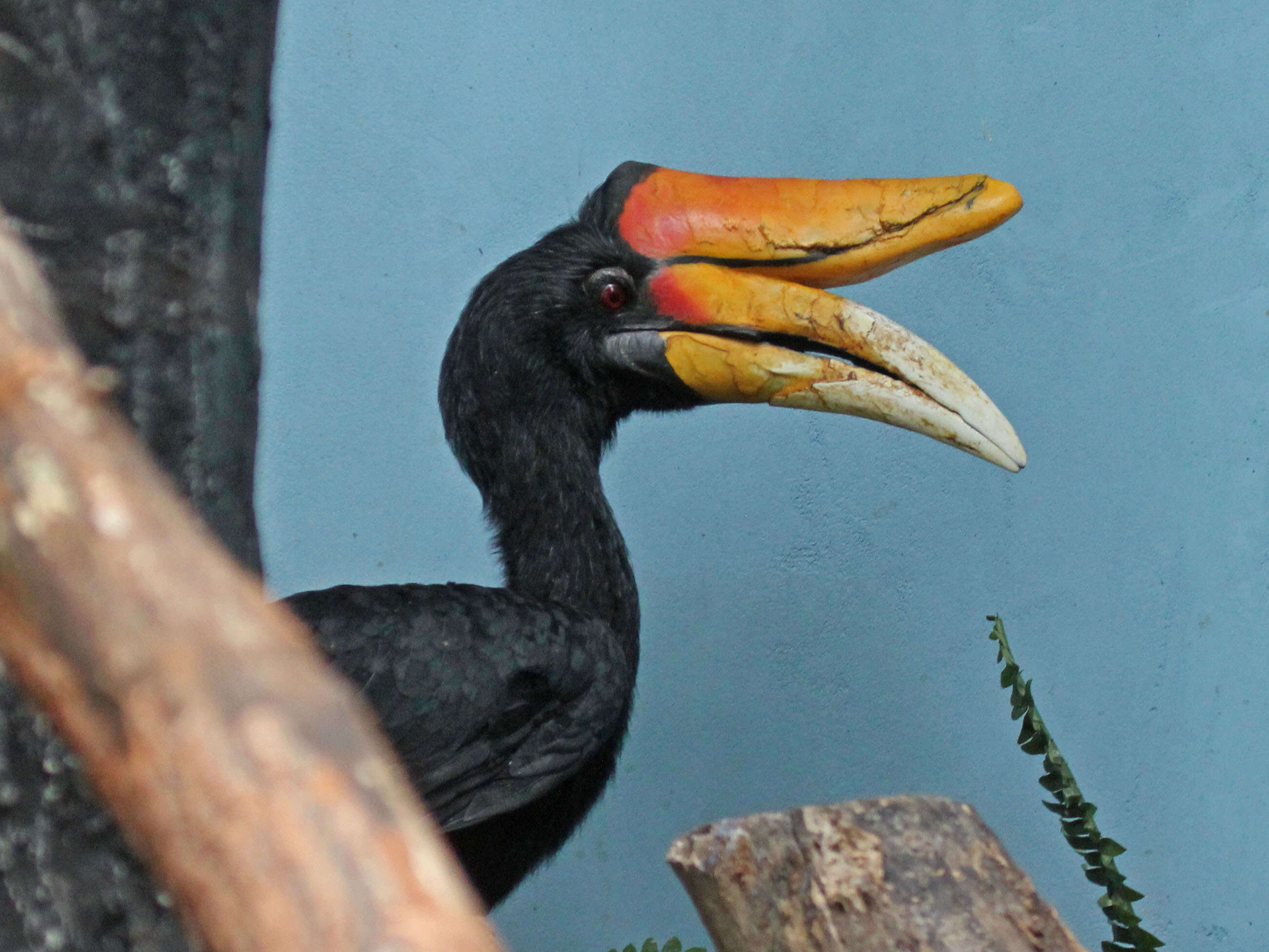 Image of Rhinoceros Hornbill