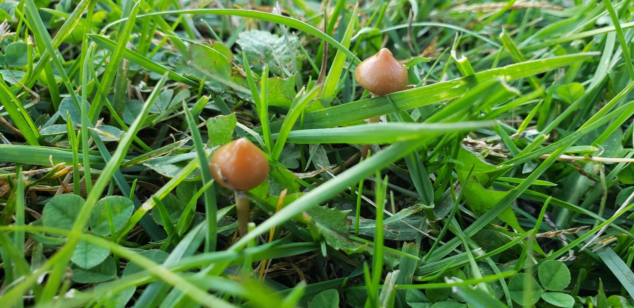 Image of Protostropharia luteonitens (Fr.) Redhead 2014