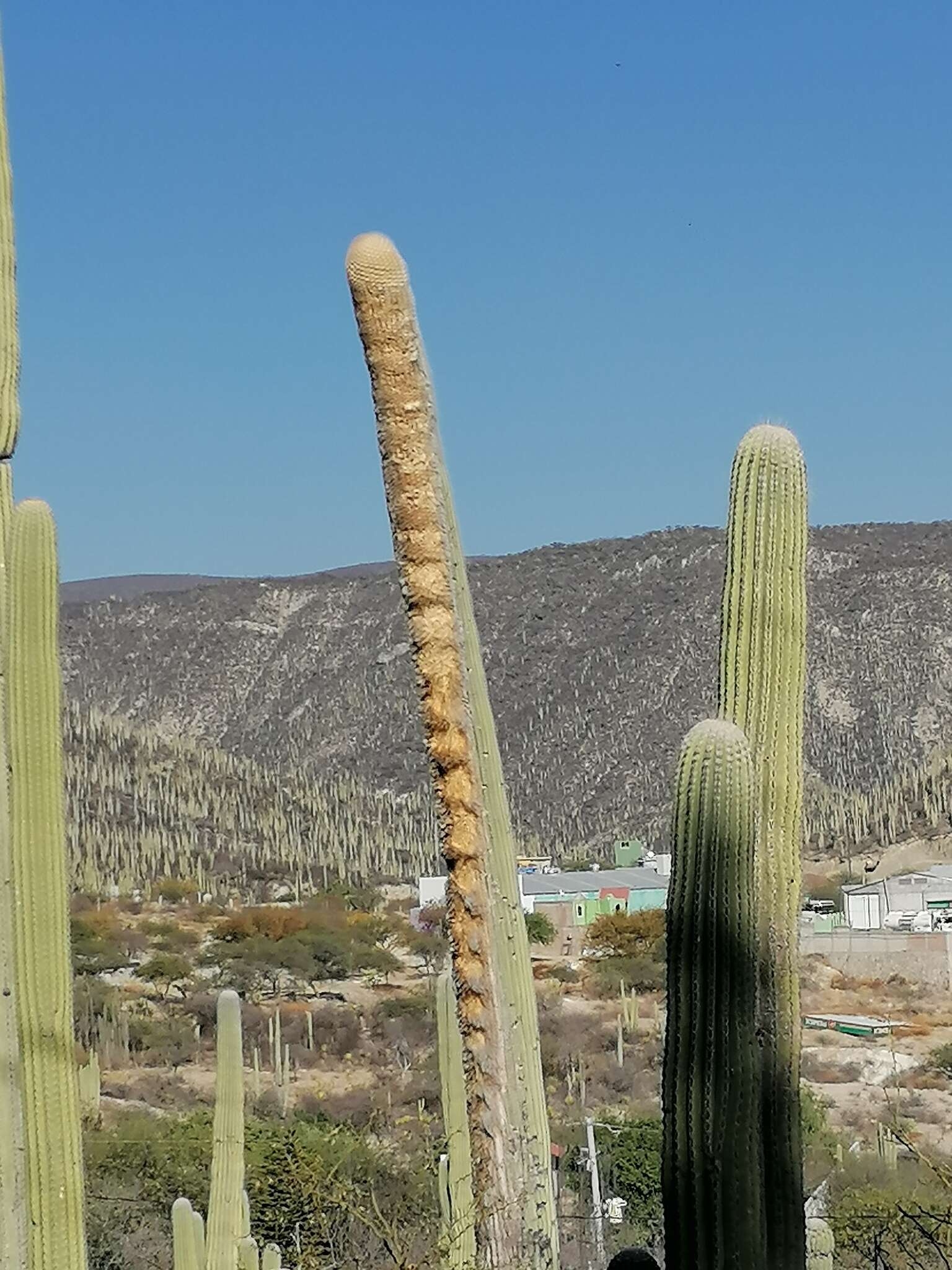 Image of Cephalocereus columna-trajani (Karw.) K. Schum.