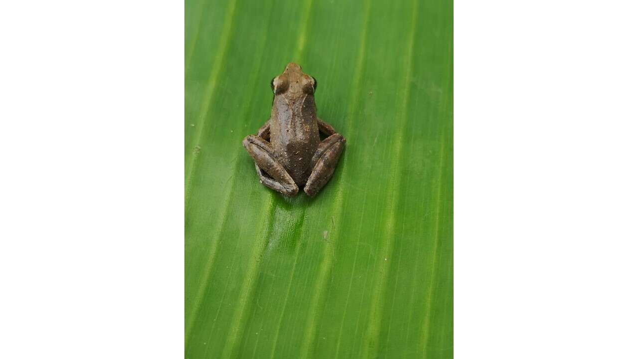 Imagem de Phrynobatrachus auritus Boulenger 1900