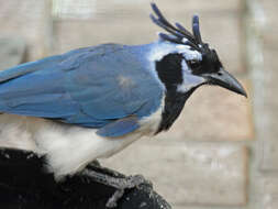 Image of Magpie-jay